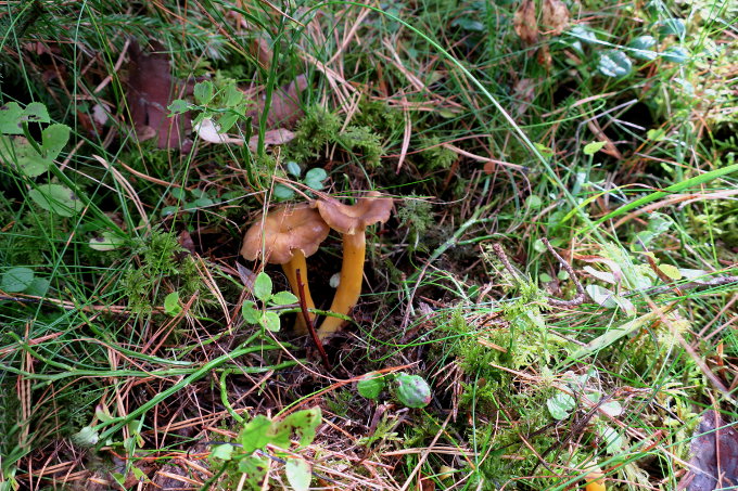 Traktkantareller som krydder