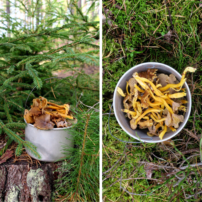 Traktkantareller som krydder